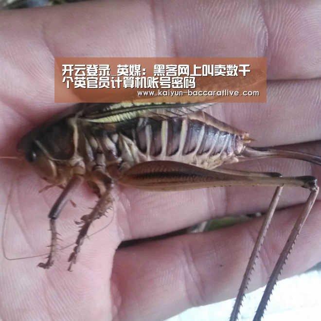 开云入口